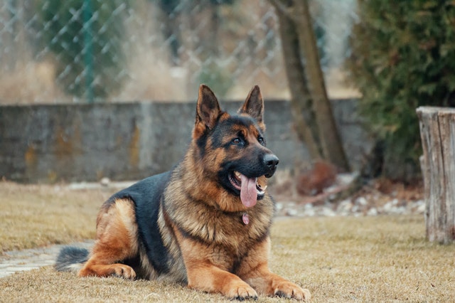 german sheperd