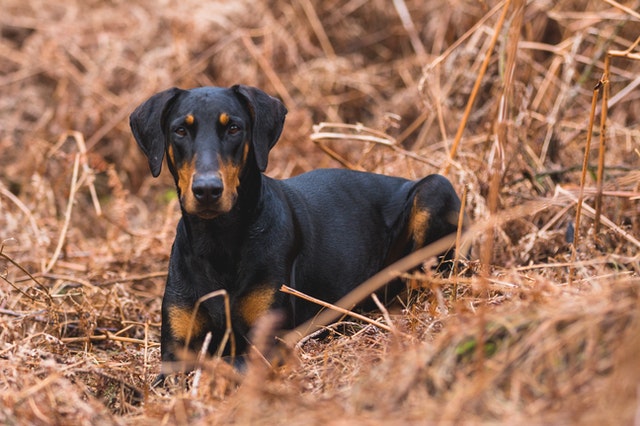 doberman