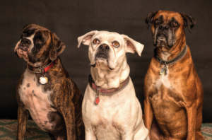 pitbulls