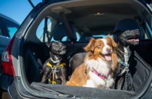 dogs